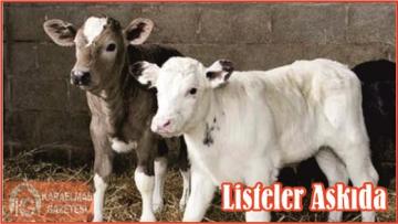 Listeler Askıda