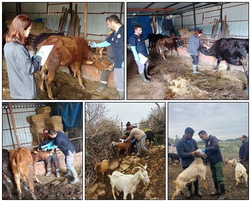 Hastalıklara karşı Aşılama devam ediyor