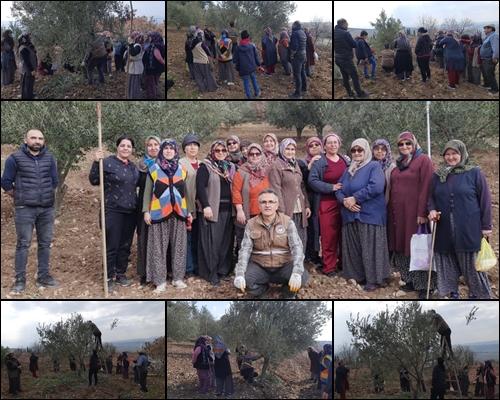 Beyce kadınları Zeytin Budamayı öğrendi