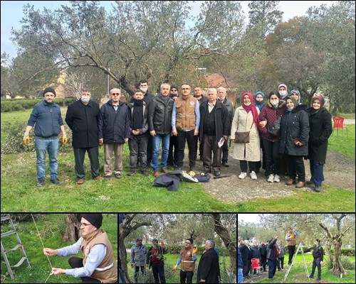 Ağaçların bakımı yapılıyor