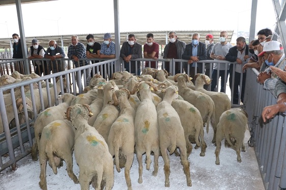 140 damızlıktan Soma’ya 7 koç verildi