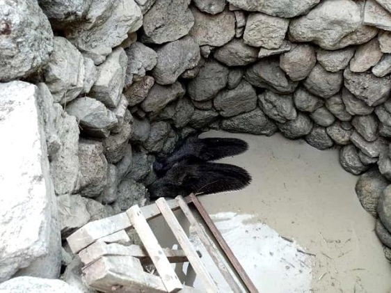 Kuyuya düşen domuzlar İtfaiye tarafından kurtarıldı