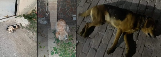 Vicdansızlar!