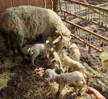 Merinos koyun Beşiz doğurdu