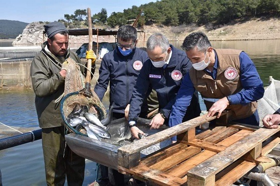 Türk Somonu Soma’da yetişiyor