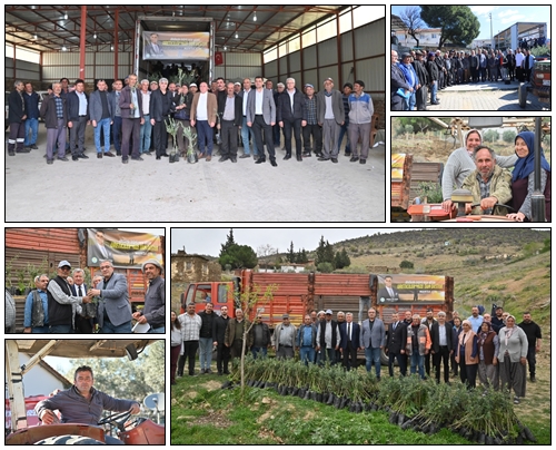 Soma’da 63 üreticiye Bin 939 zeytin fidanı dağıtıldı
