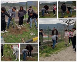 Yağcıllı’da fidan dikimi