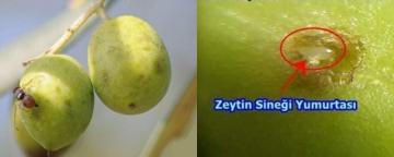 Zeytin Üreticilerinin Dikkatine!